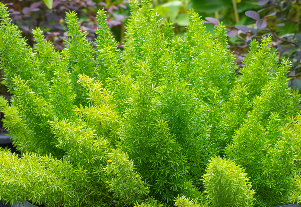 Rudy's Greenhouses Asparagus Assorted Fern