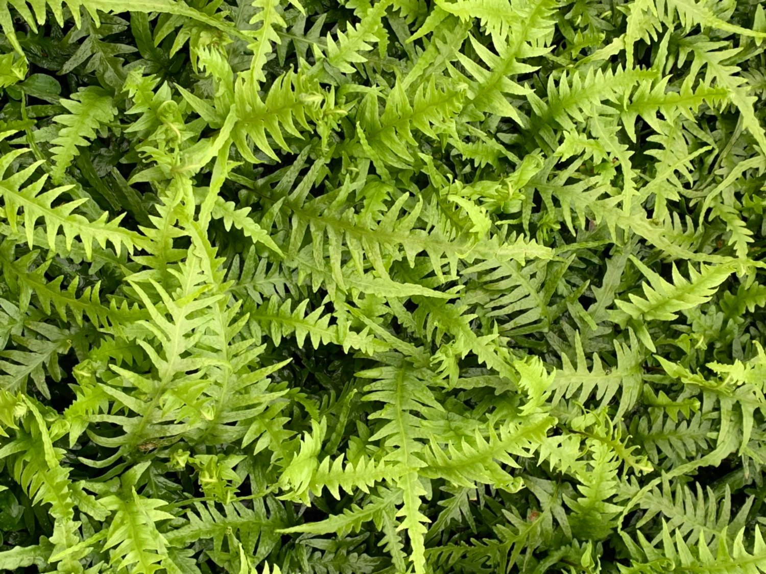Rudy's Greenhouses Dragon Tail Fern