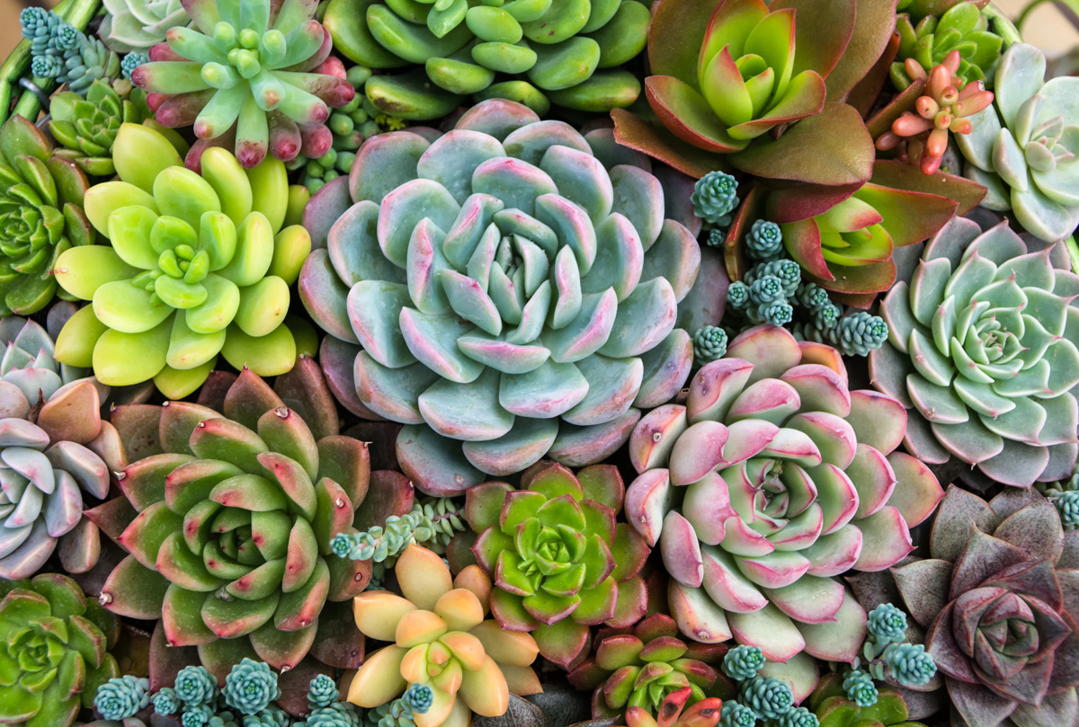 Rudy's Greenhouses Succulents (Assorted)