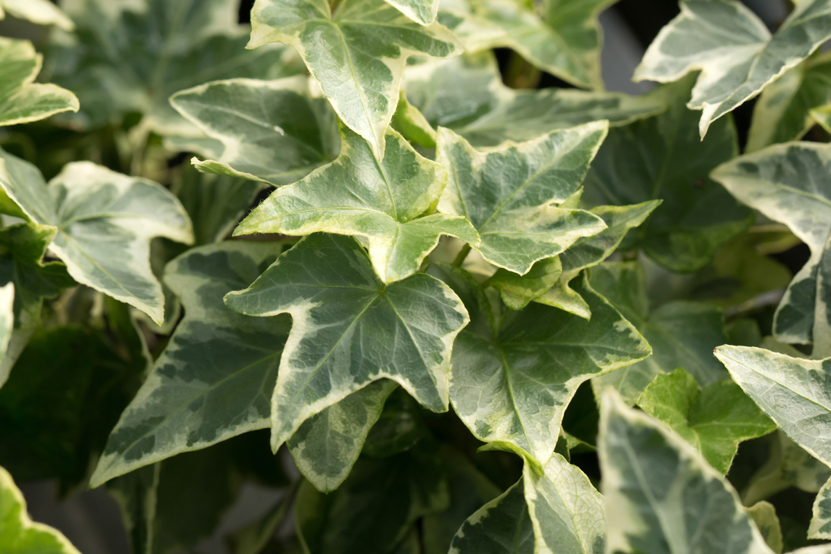 Rudy's Greenhouses Ivy Variegated 