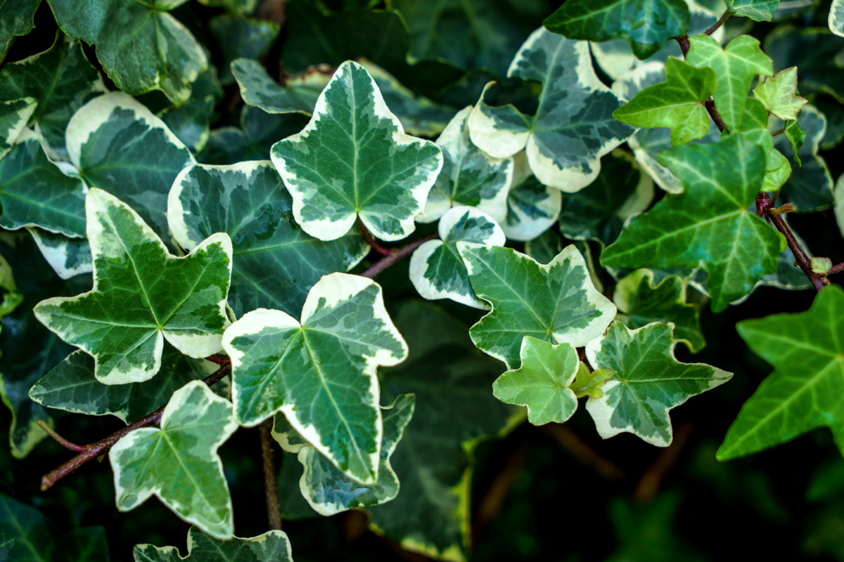 Rudy's Greenhouses Ivy