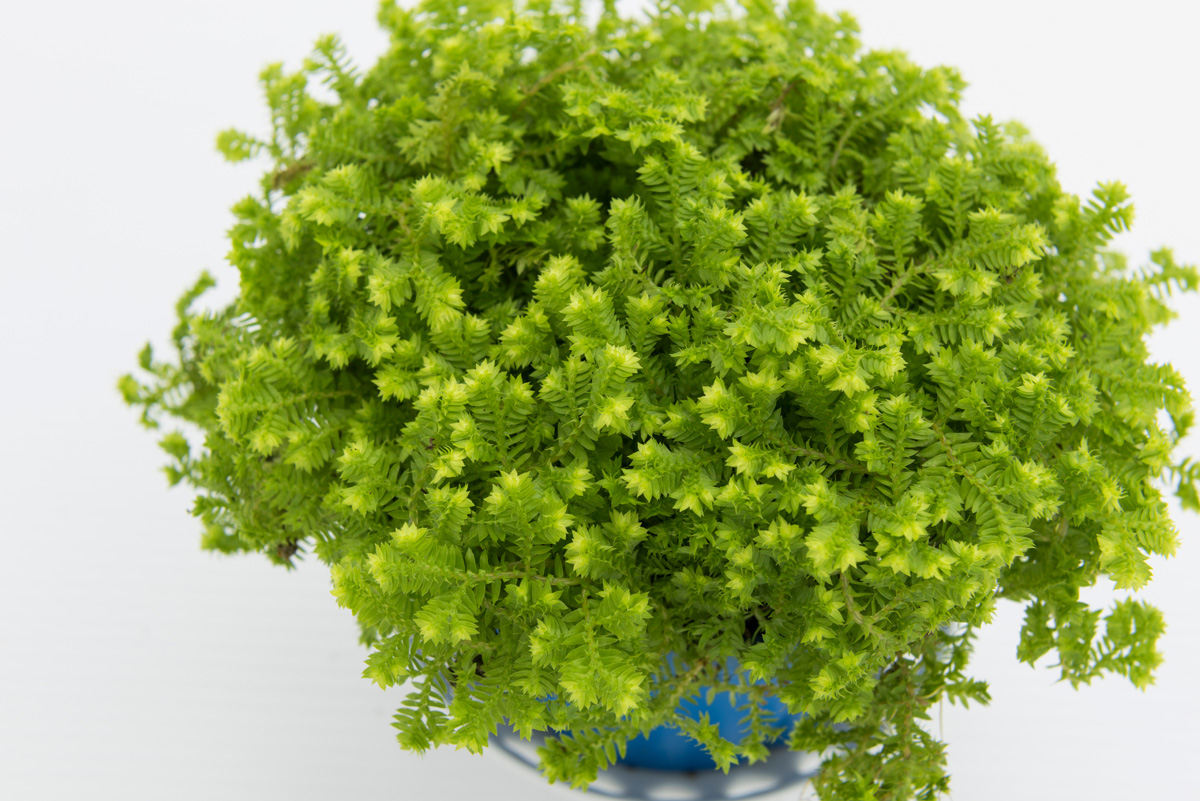 Rudy's Greenhouses Selaginella (Assorted)