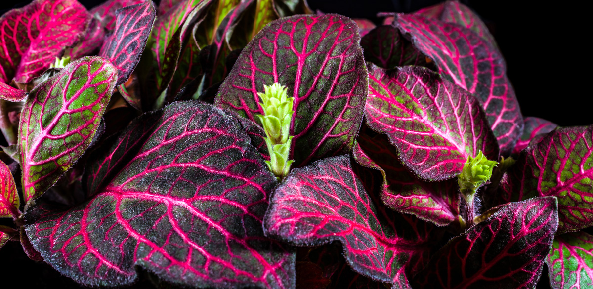 Rudy's Greenhouses Fittonia (Red or Pink)