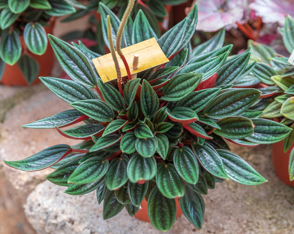 Rudy's Greenhouses Peperomia Rosso