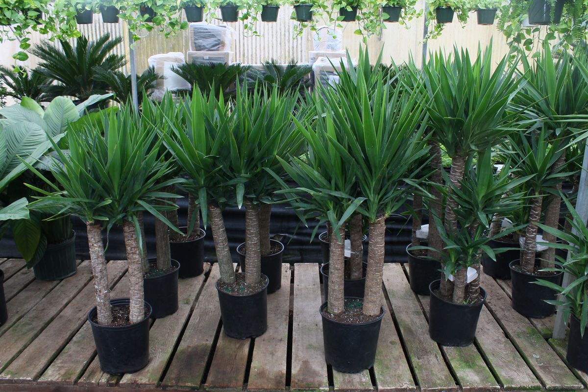 Rudy's Greenhouses Yucca (Assorted)