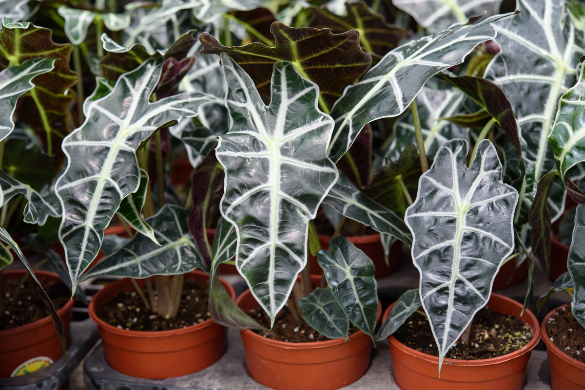 Rudy's Greenhouses Alocasia Polly