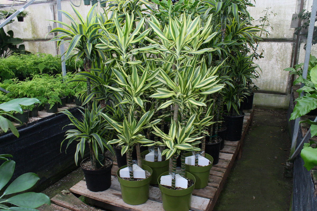 Rudy's Greenhouses Dracaena Sted Sol Cane