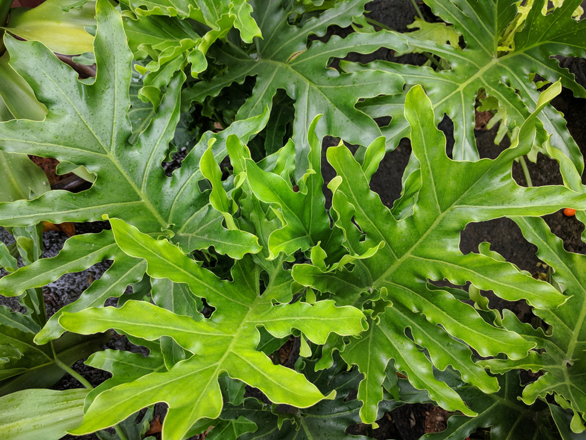 Rudy's Greenhouses Philodendron Hope