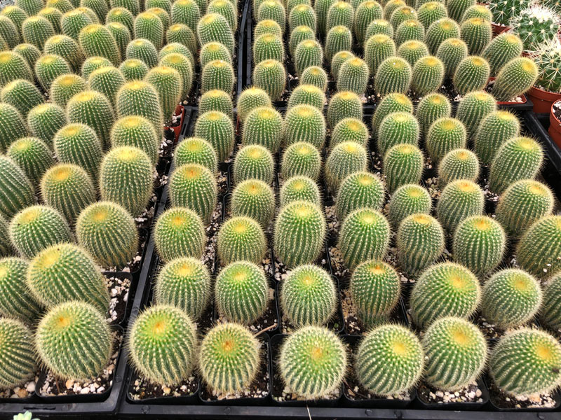 Rudy's Greenhouses Cactus (Assorted)