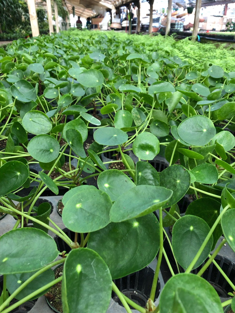 Rudy's Greenhouses Pilea Peperomioides