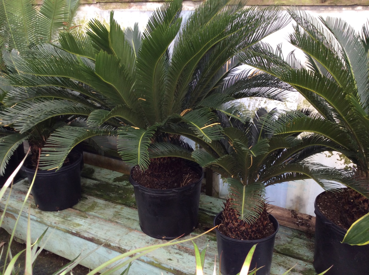 Rudy's Greenhouses Sago Palm