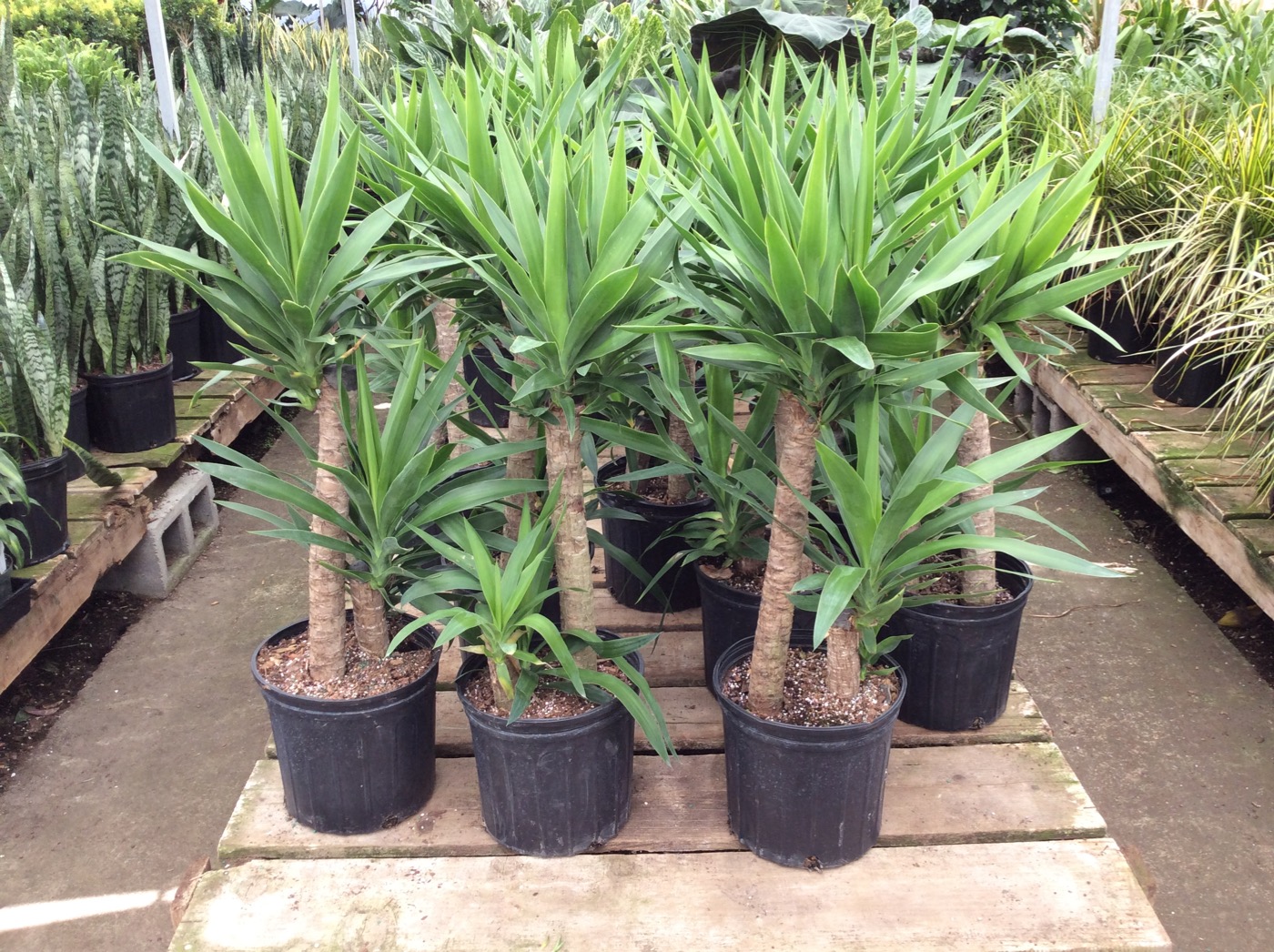 Rudy's Greenhouses Yucca Cane (2ppp) 
