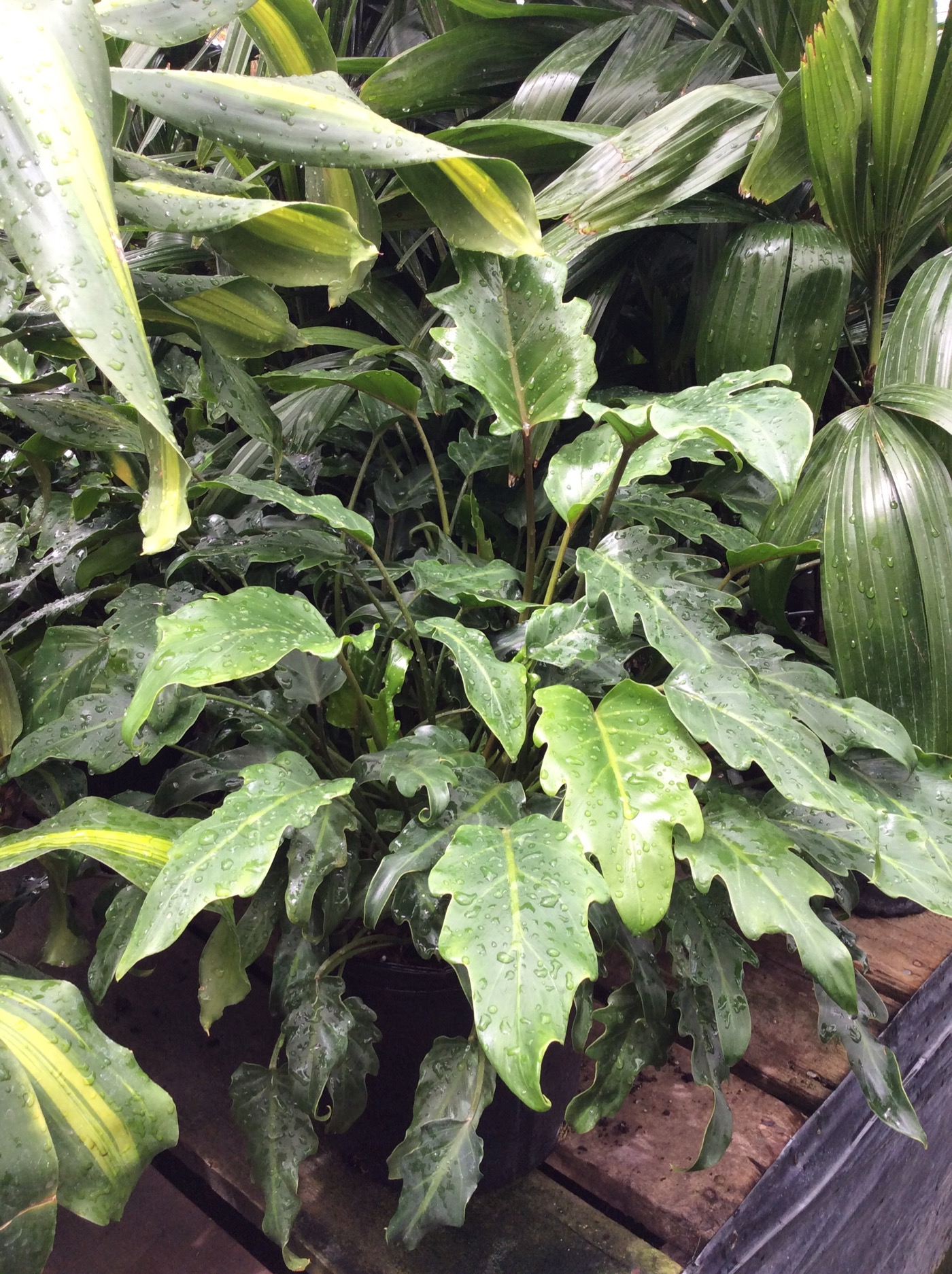 Rudy's Greenhouses Philodendron Xanadu