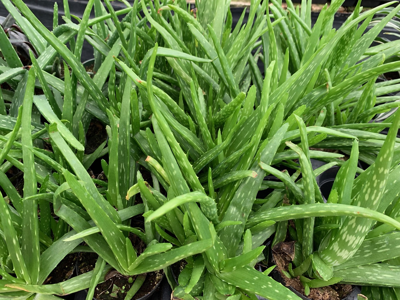 Rudy's Greenhouses Aloe Vera (Medicinal)