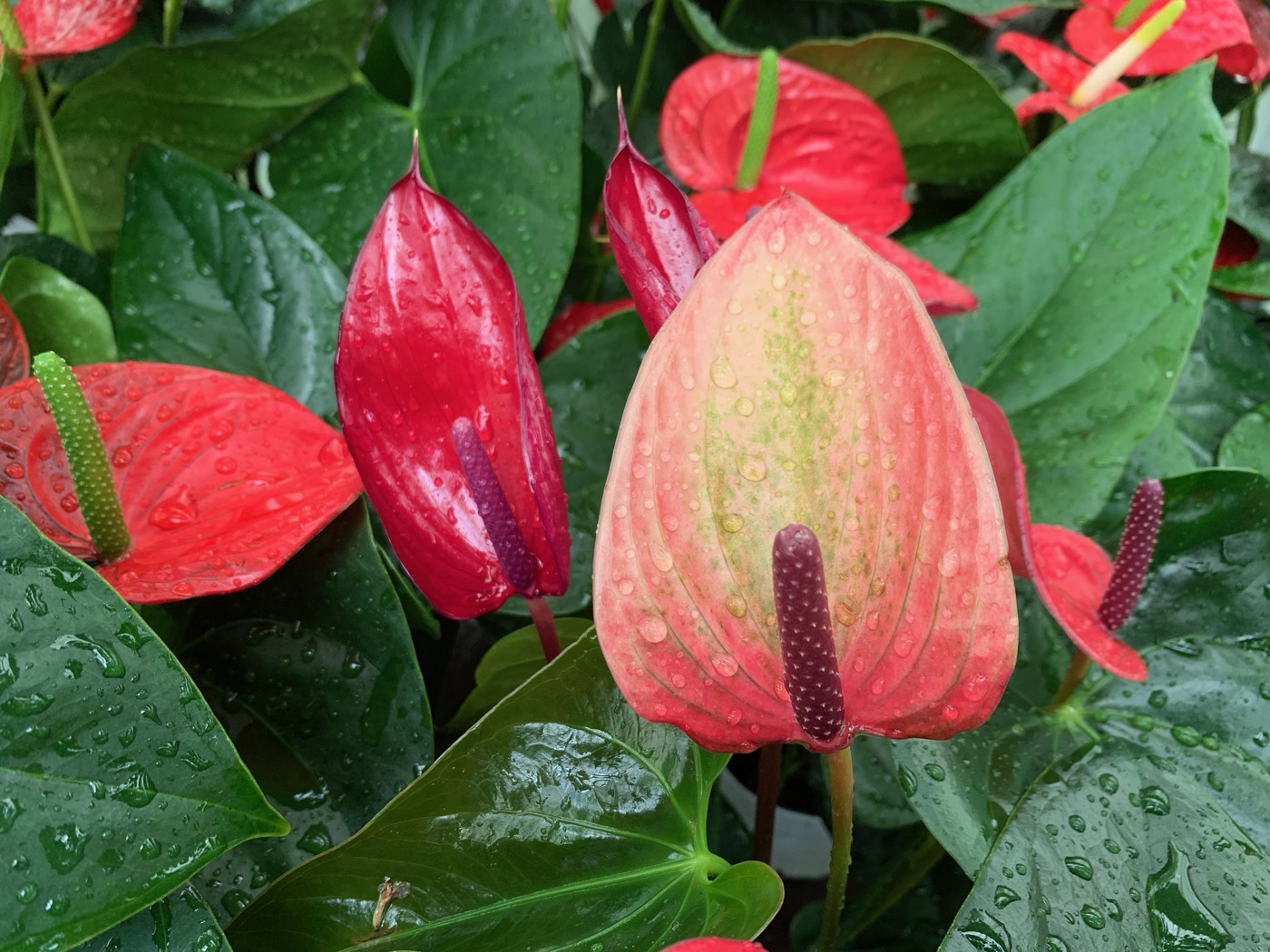 Rudy's Greenhouses Anthurium (Assorted)