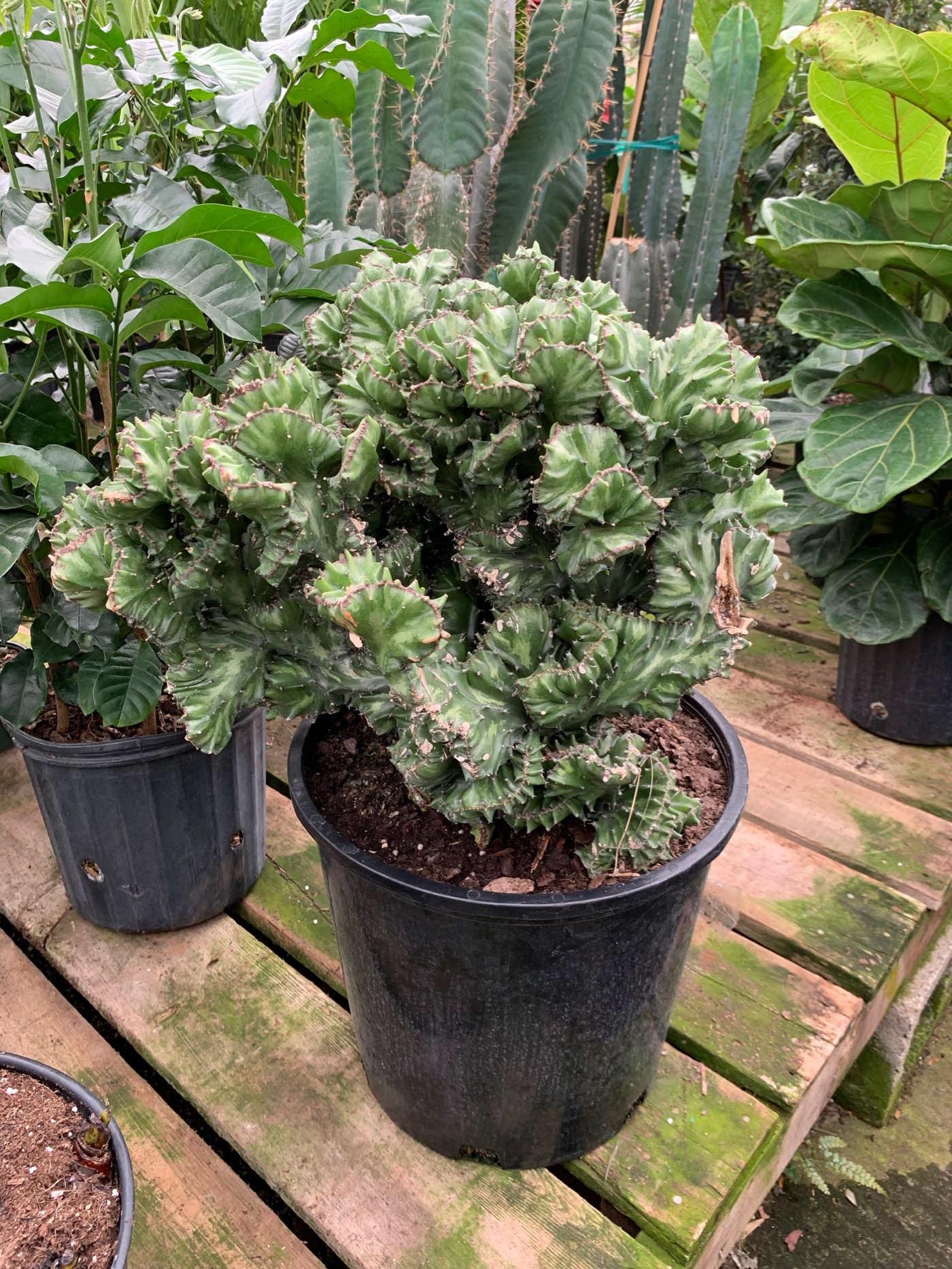 Rudy's Greenhouses Euphorbia Brain Cactus