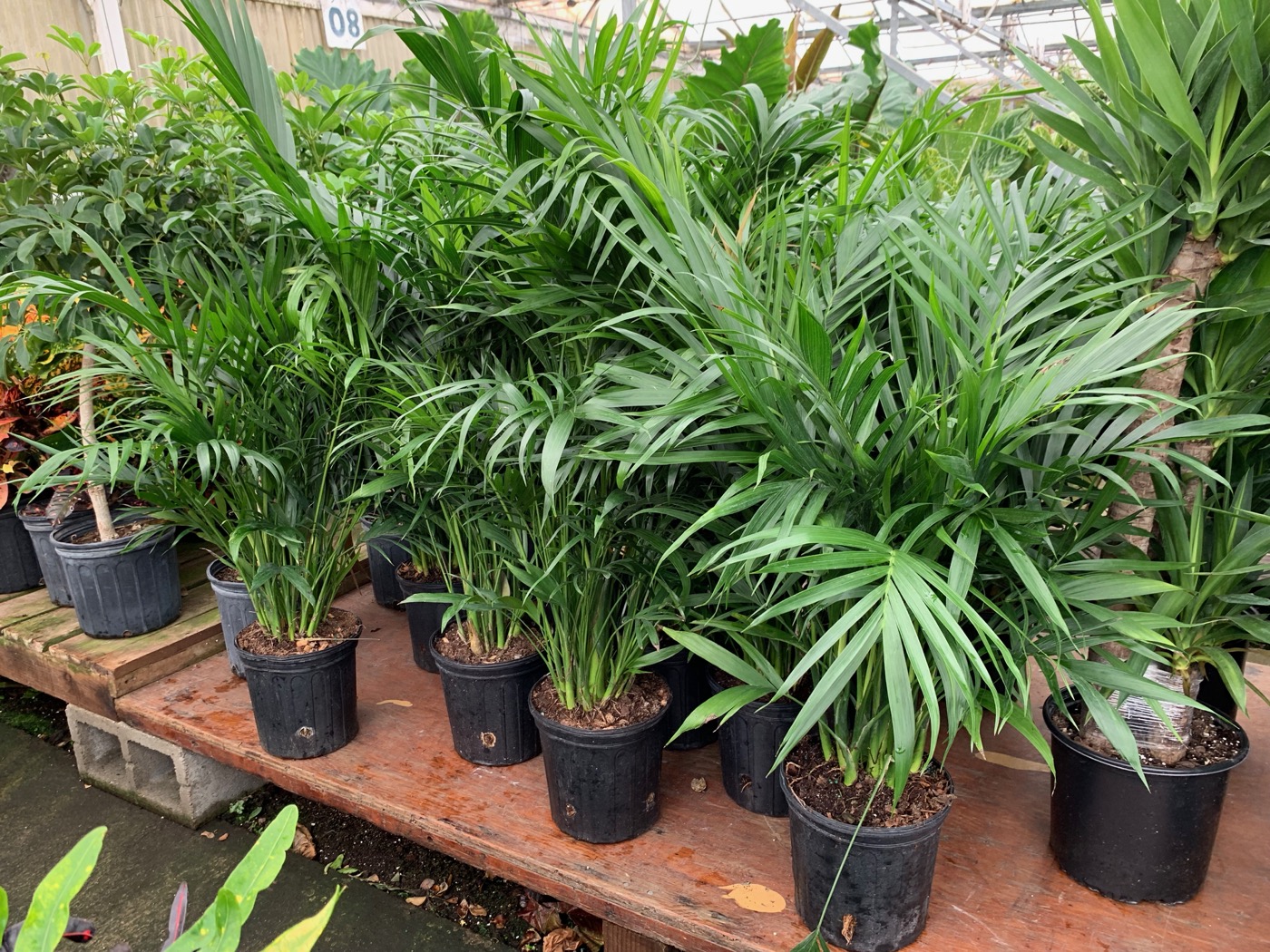 Rudy's Greenhouses Cataractarum Palm 