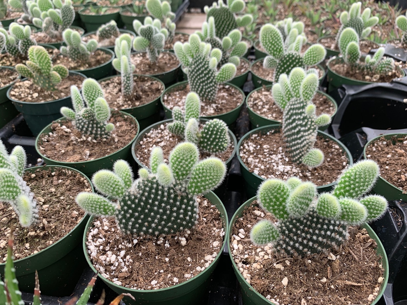 Rudy's Greenhouses Cactus Assorted (2 1/2
