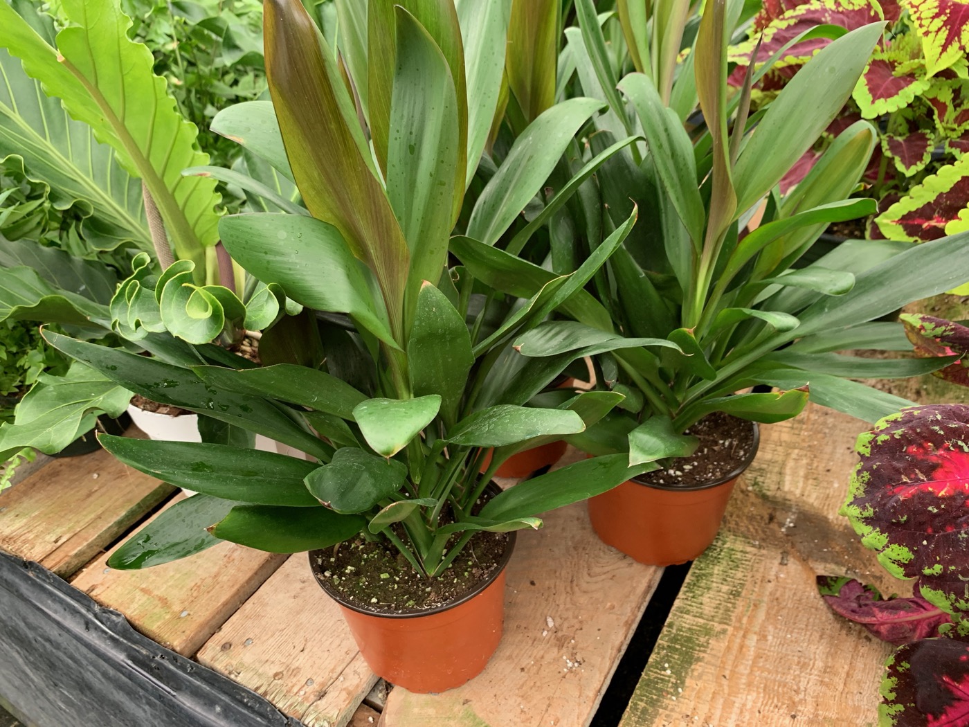 Rudy's Greenhouses Cordyline (Assorted)