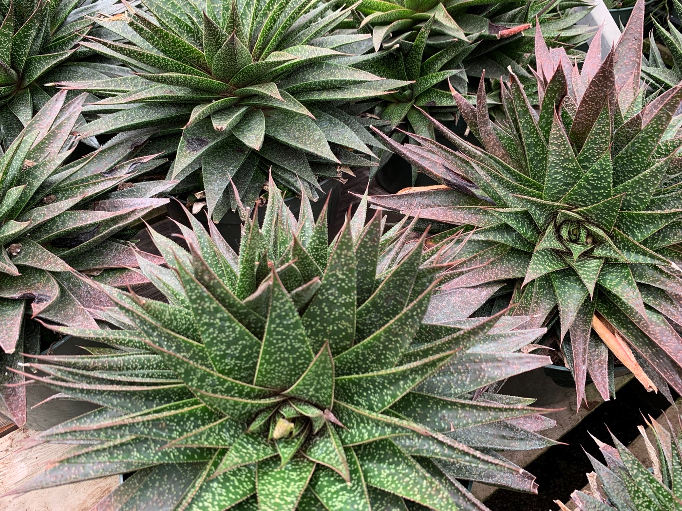 Rudy's Greenhouses Gasteria Flow