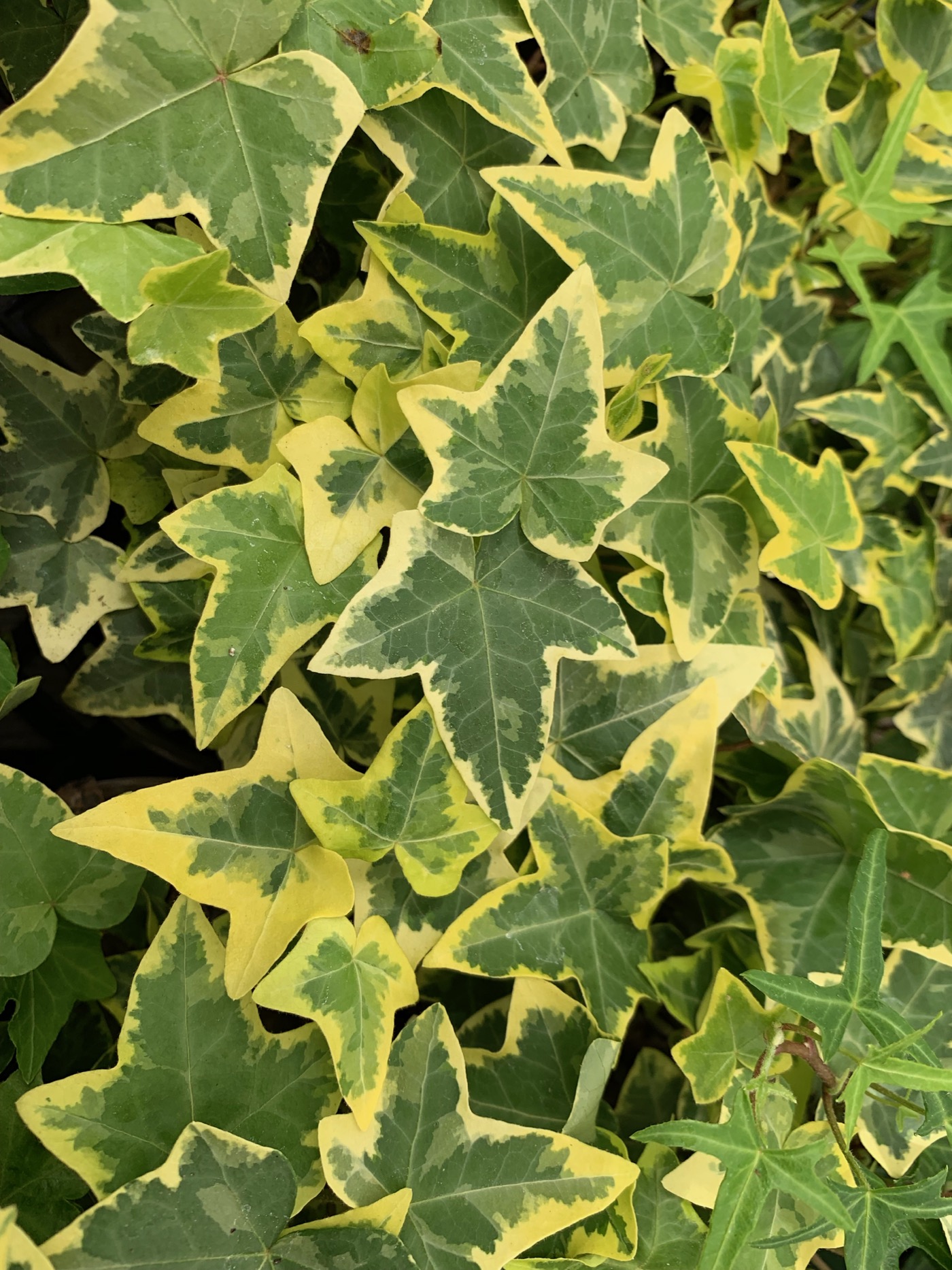 Rudy's Greenhouses Gold Child Ivy