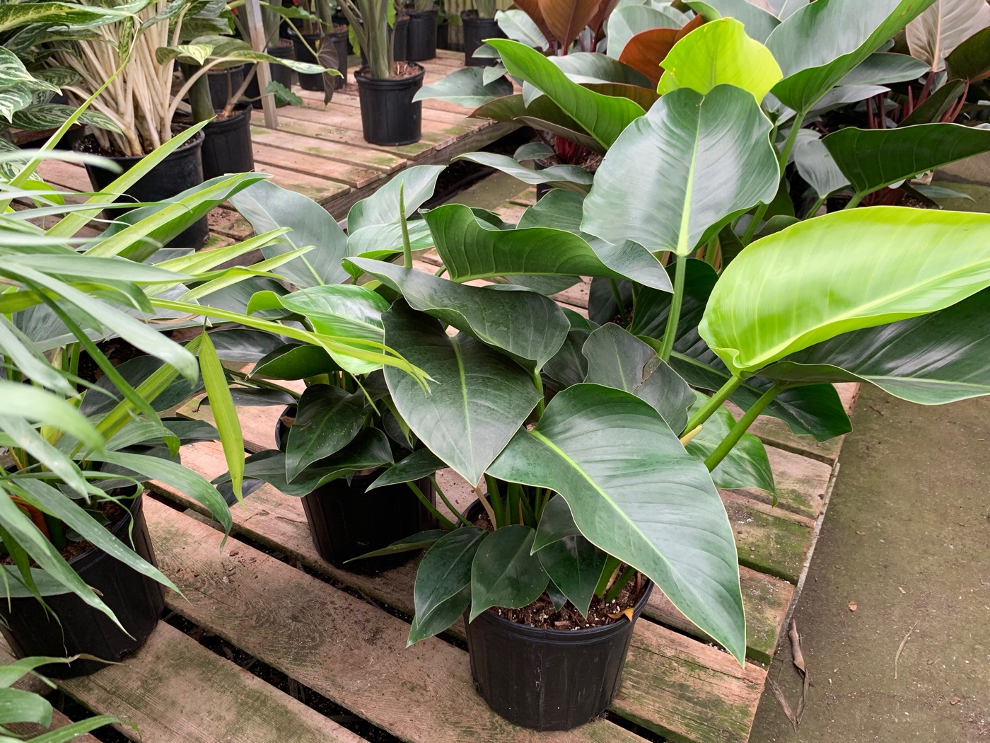 Rudy's Greenhouses Philodendron Congo Green