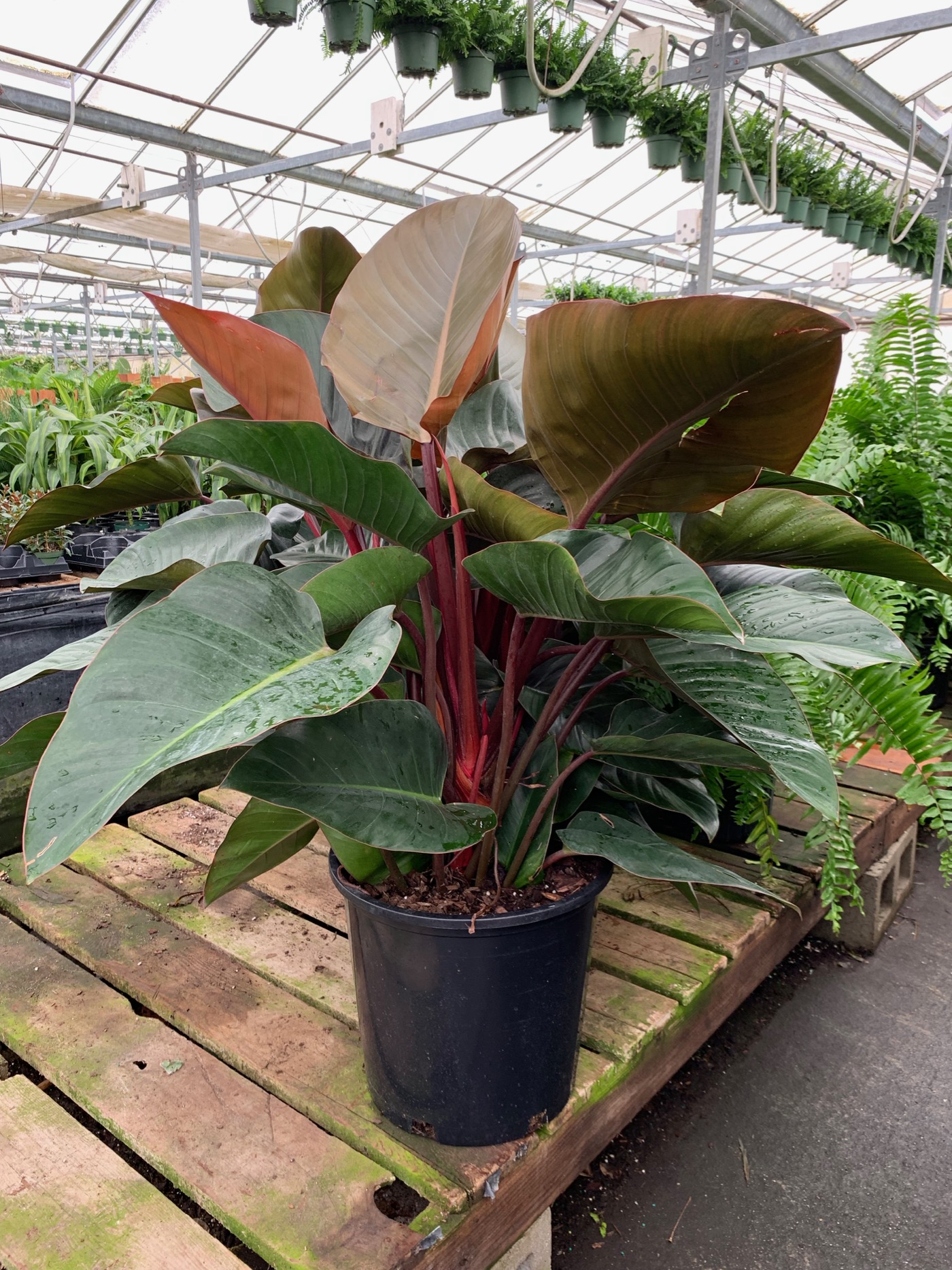 Rudy's Greenhouses Philodendron Congo Rojo 