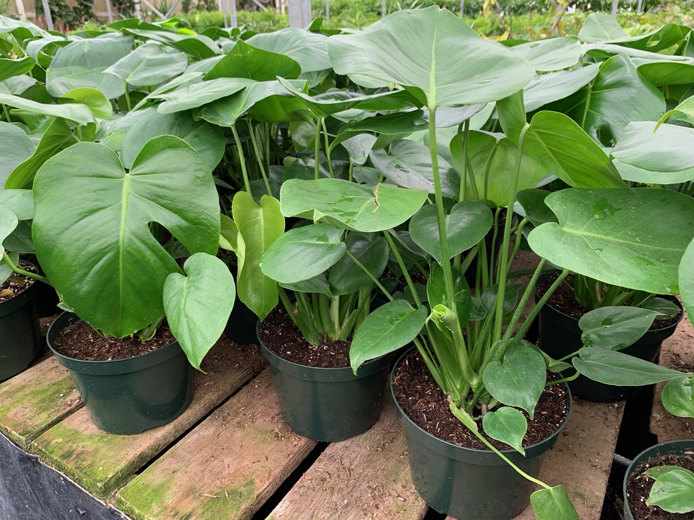 Rudy's Greenhouses Philodendron Split Leaf