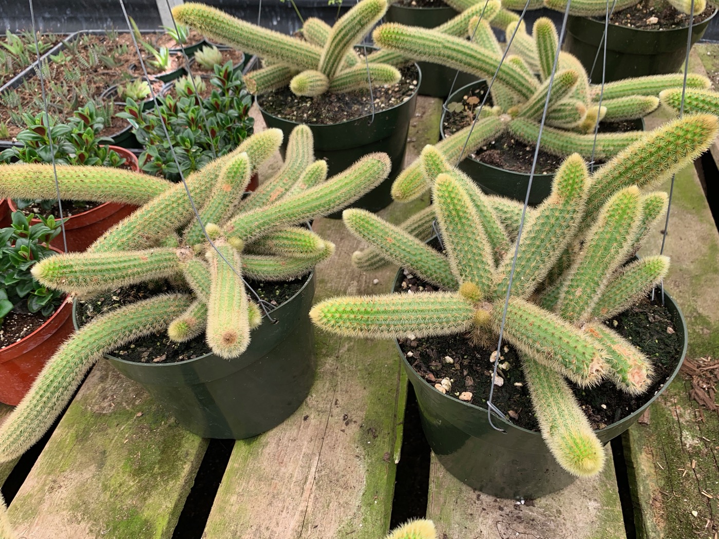 Rudy's Greenhouses Rat Tail Cactus (Disocactus) 