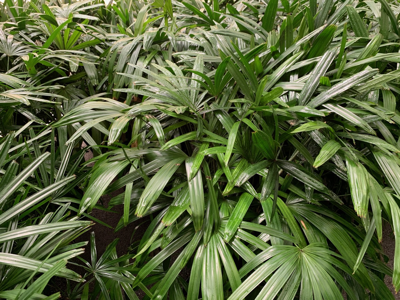Rudy's Greenhouses Rhapis Palm 