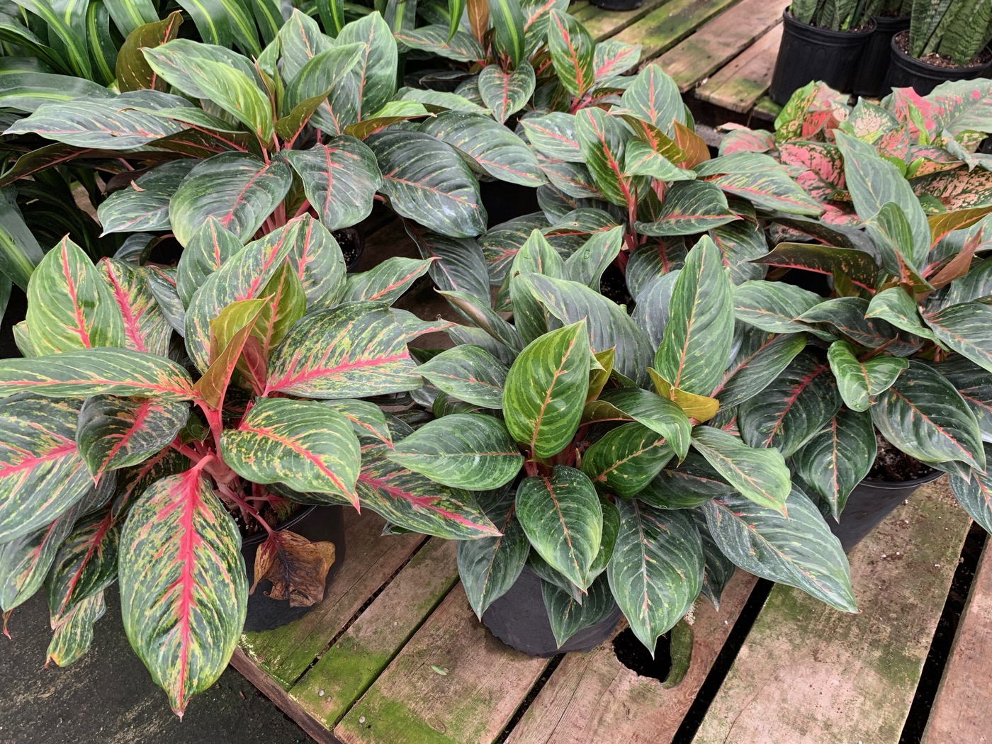 Rudy's Greenhouses Aglaonema Butterfly