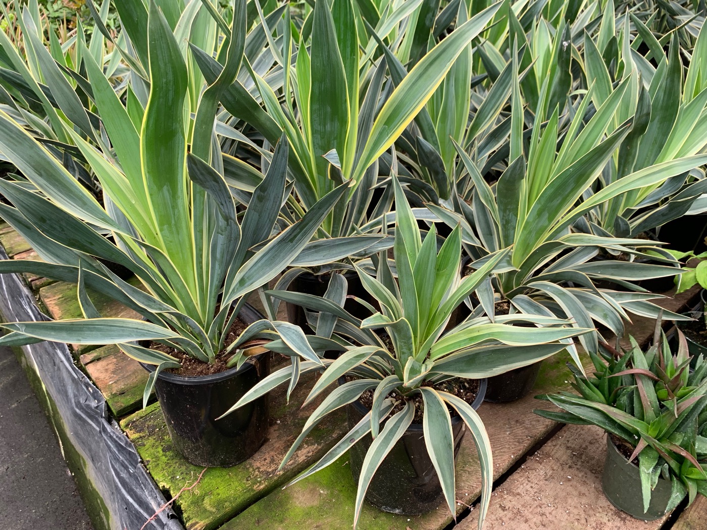 Rudy's Greenhouses Yucca Tip (Assorted)