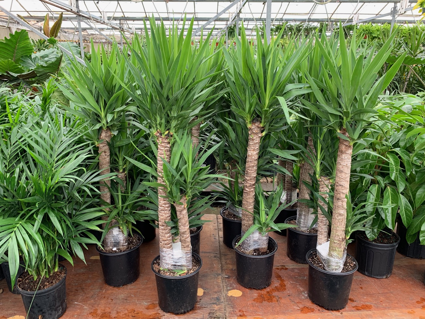 Rudy's Greenhouses Yucca Cane (3ppp) 