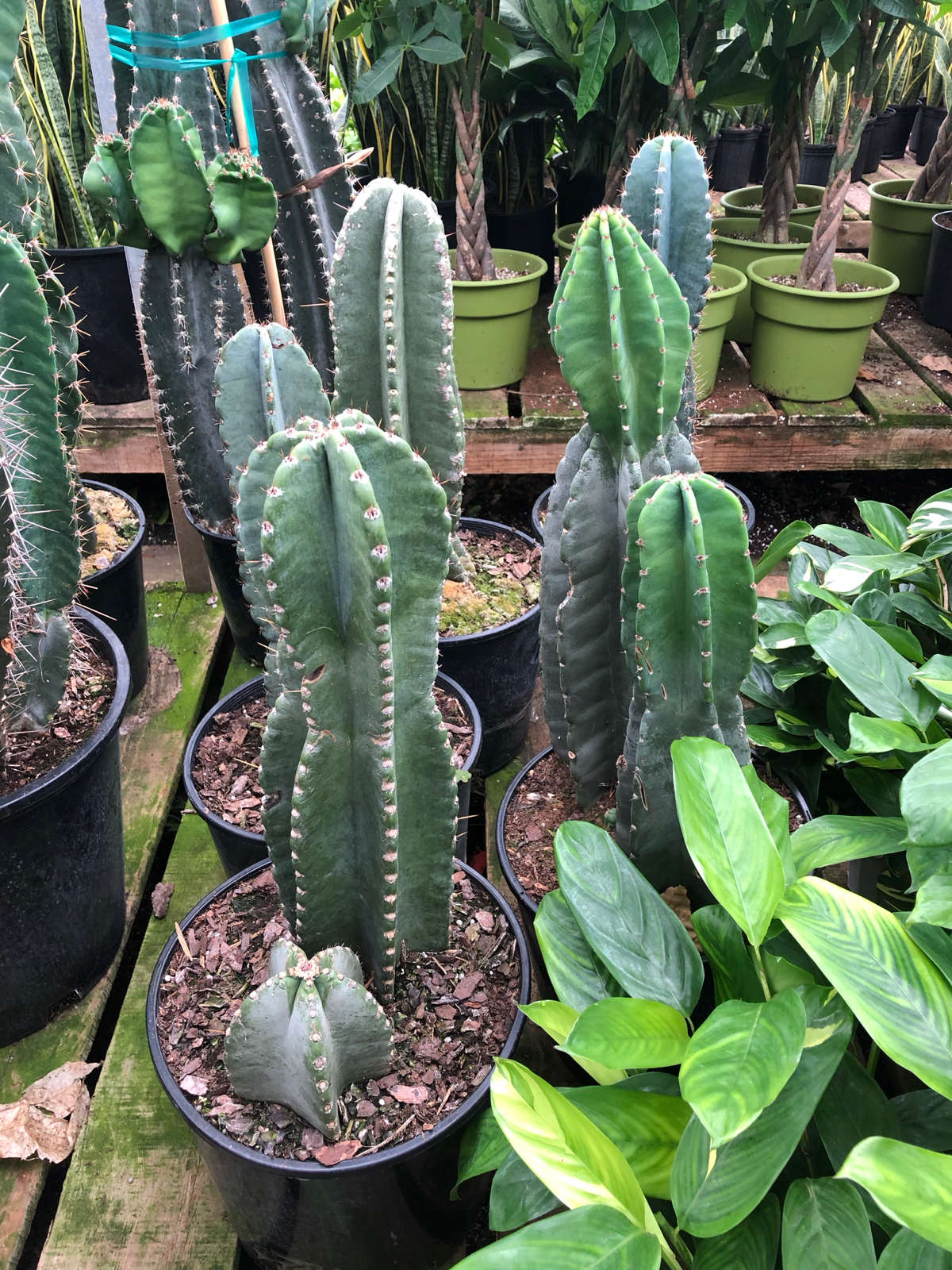 Rudy's Greenhouses Cactus Peruviano- Spiral