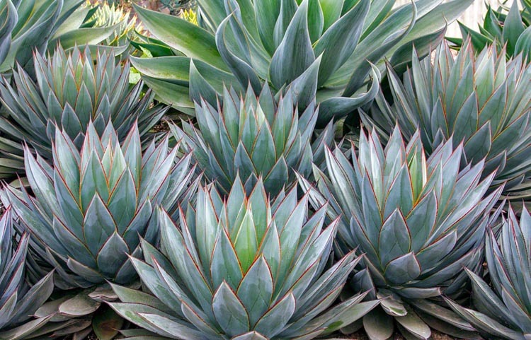 Rudy's Greenhouses Agave Blue Glow