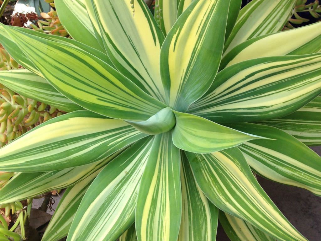 Rudy's Greenhouses Agave Attenuata Variegated