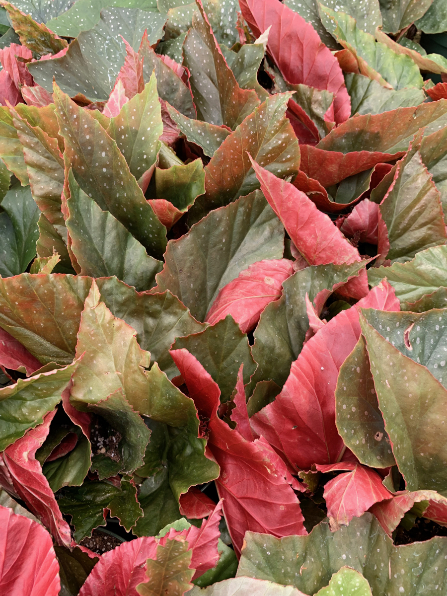 Rudy's Greenhouses Angel Wing Begonia