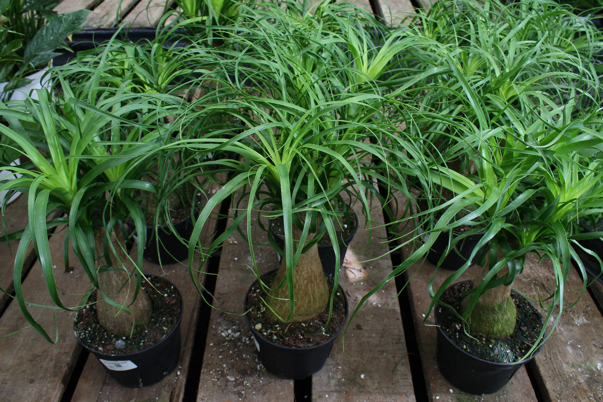 Rudy's Greenhouses | Ponytail Multi Palm