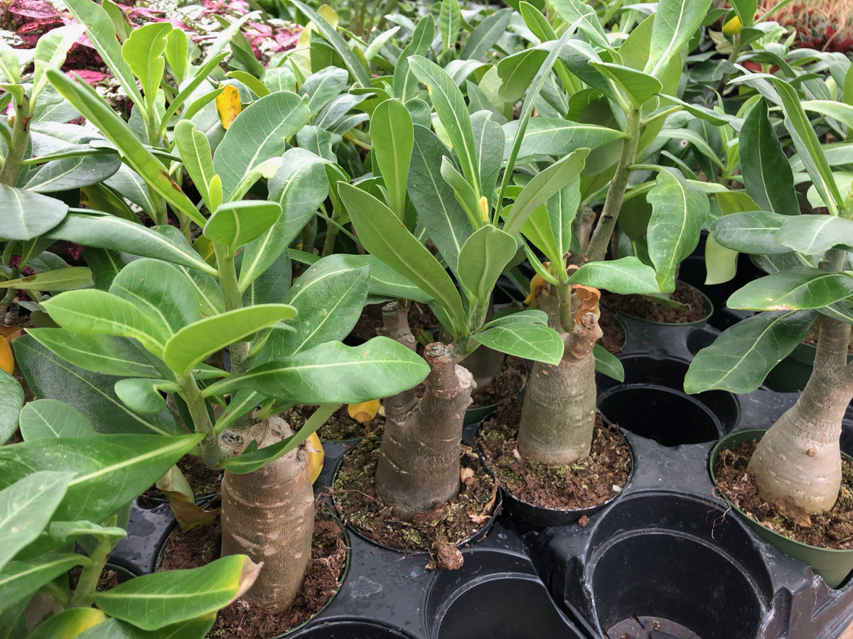 Rudy's Greenhouses | Adenium Desert Rose